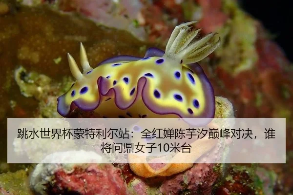 跳水世界杯蒙特利尔站：全红婵陈芋汐巅峰对决，谁将问鼎女子10米台