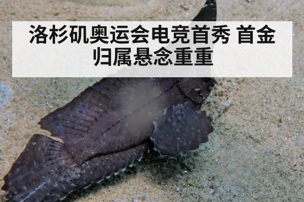 洛杉矶奥运会电竞首秀 首金归属悬念重重